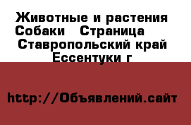 Животные и растения Собаки - Страница 10 . Ставропольский край,Ессентуки г.